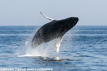 HumpbackWhaleBreaching-422 3054-crp1-adj-L