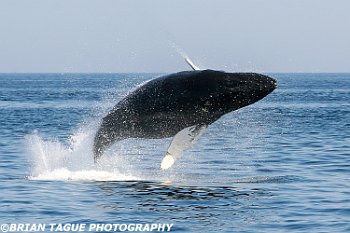 HumpbackWhaleBreaching-422 3055-crp1-adj-L