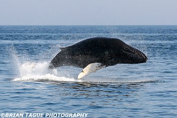 HumpbackWhaleBreaching-422 3056-crp1-adj-L