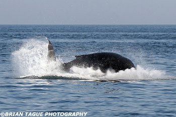 HumpbackWhaleBreaching-422 3057-adj-crp1