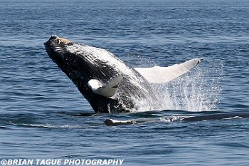 HumpbackWhaleBreaching-422 3084-adj-crp2