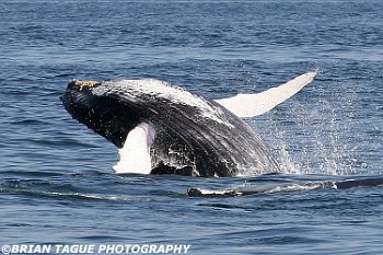HumpbackWhaleBreaching-422 3085-adj-crp2