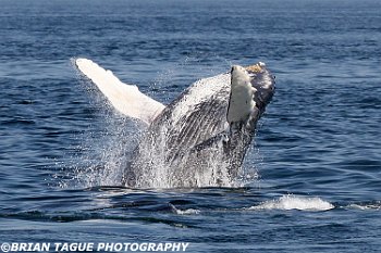 HumpbackWhaleBreaching-422 3095-adj-crp1