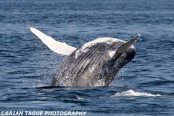 HumpbackWhaleBreaching-422 3096-adj-crp2