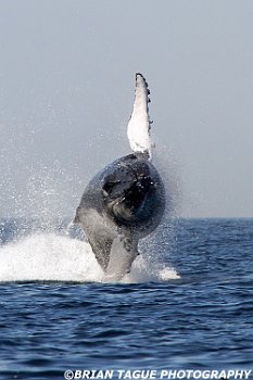 HumpbackWhaleBreaching-434 0487-crp1-adj-L