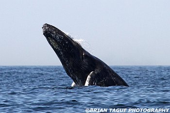 HumpbackWhaleBreaching-434 0496-adj