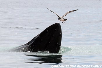 HumpbackWhaleFeeding-421 4287-adj-crp2
