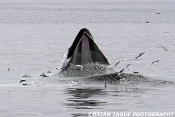 HumpbackWhaleFeeding-421 4304-adj-crp