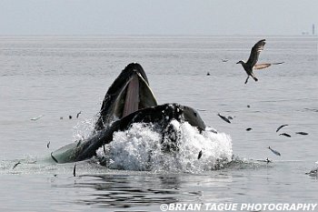 HumpbackWhaleFeeding-421 4305-adj-crp