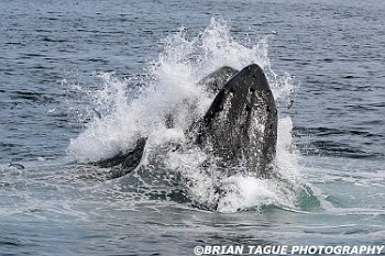 HumpbackWhaleFeeding-421 4599-adj-crp