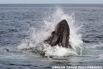HumpbackWhaleFeeding-421 4600-adj-crp