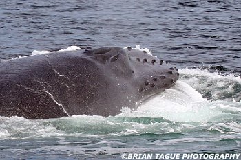 HumpbackWhaleFeeding-421 4606-adj-cr2