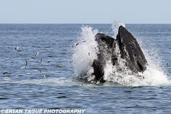 HumpbackWhaleFeeding-421 4617-adj-crp1