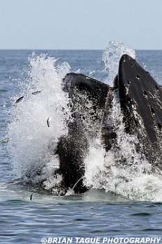 HumpbackWhaleFeeding-421 4617-adj-crp2