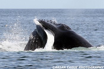 HumpbackWhaleFeeding-421 4623-adj-crp2