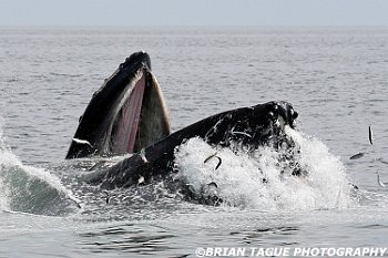 HumpbackWhaleFeeding-421 4831-adj-crp1