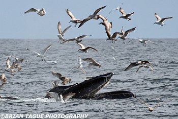 HumpbackWhaleFeeding-421 5307-adj