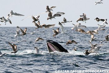 HumpbackWhaleFeeding-421 5376-adj