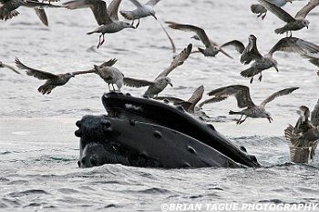 HumpbackWhaleFeeding-421 5735-adj