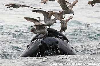 HumpbackWhaleFeeding-421 5740-adj-crp2