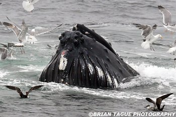 HumpbackWhaleFeeding-422 0995-adj-crp1