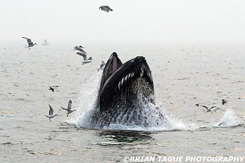 HumpbackWhaleFeeding-422 1078-adj