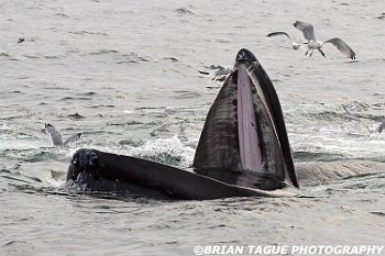 HumpbackWhaleFeeding-422 1090-adj