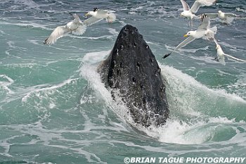 HumpbackWhaleFeeding-422 1536-adj
