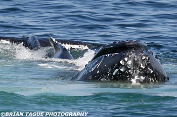 HumpbackWhaleFeeding-422 2782-adj-crp1
