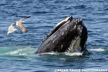 HumpbackWhaleFeeding-422 2802-adj-crp1