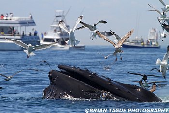 HumpbackWhaleFeeding-434 1167-adj