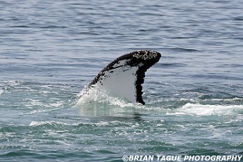 HumpbackWhaleFin-421 4581-adj