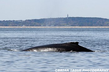 HumpbackWhaleFin-421 4595-adj-cr1