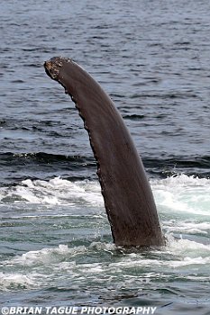 HumpbackWhaleFin-421 4612-adj-cr1