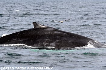 HumpbackWhaleFin-421 5557-adj