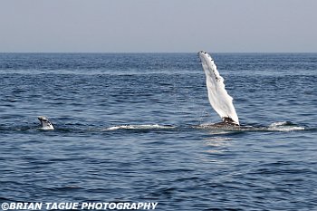 HumpbackWhaleFin-422 3067-adj