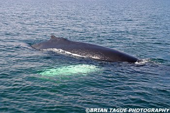 HumpbackWhaleFin-428 3612-adj
