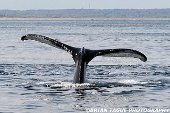 HumpbackWhaleFluke-421 3965-adj-crp
