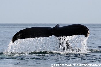 HumpbackWhaleFluke-421 4001-adj