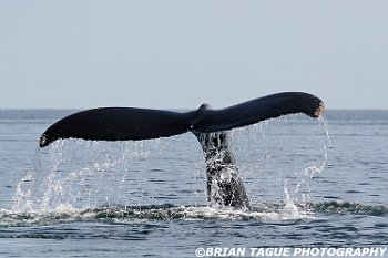 HumpbackWhaleFluke-421 4002-adj