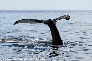 HumpbackWhaleFluke-421 4127-adj