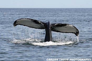 HumpbackWhaleFluke-421 4676-adj