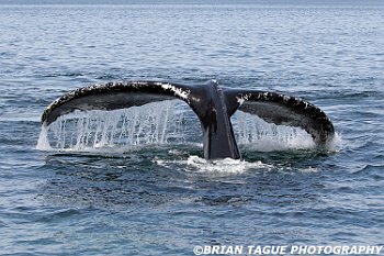 HumpbackWhaleFluke-421 4776-adj