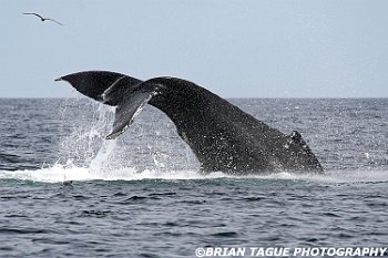 HumpbackWhaleFluke-421 5117-adj