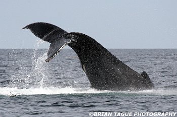HumpbackWhaleFluke-421 5118-adj-crp