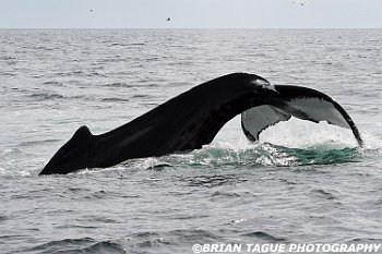 HumpbackWhaleFluke-421 5308-adj
