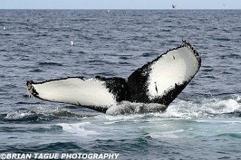 HumpbackWhaleFluke-421 5331-adj-Lavalier