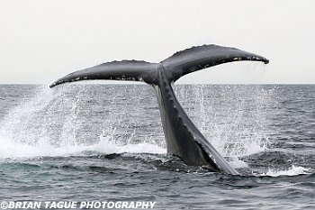 HumpbackWhaleFluke-421 6041-adj-crp