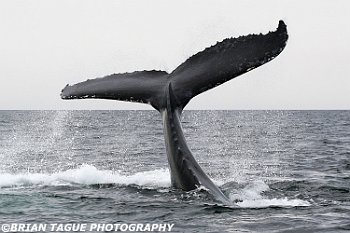 HumpbackWhaleFluke-421 6042-adj