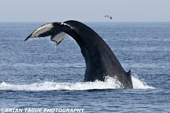 HumpbackWhaleFluke-421 9975-adj-crp1